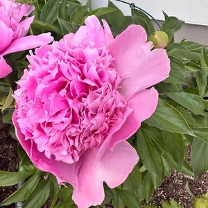 Meet your Posher, Stacey